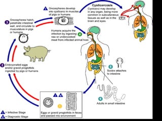 Cestodes by Dr. KennedyMunisi MD. MMed. Msc.ppt