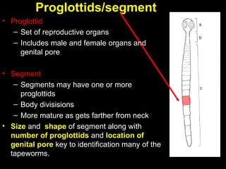 Proglottids Model Cestodes by Dr. KennedyMunisi MD. MMed. Msc.ppt