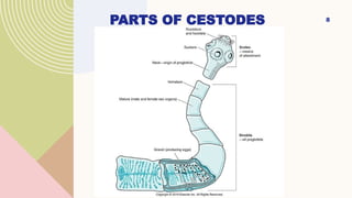Cestodes parasitology powerpoint presentation | PPTX