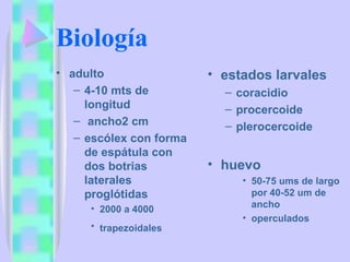Biología adulto 4-10 mts de longitud ancho2 cm escólex con forma de espátula con dos botrias laterales proglótidas 2000 a 4000  trapezoidales   estados larvales coracidio procercoide plerocercoide huevo 50-75 ums de largo por 40-52 um de ancho  operculados 