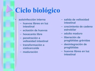 Ciclo biológico autoinfección interna huevos libres en luz intestinal  eclosión de huevos  hexacanto libre penetración a vellosidad intestinal  transformación a cisticercoide  maduración  salida de vellosidad intestinal  crecimiento de cadena estrobilar  adulto maduro liberación de proglótidas grávidas desintegración de proglótidas  huevos libres en luz intestinal 