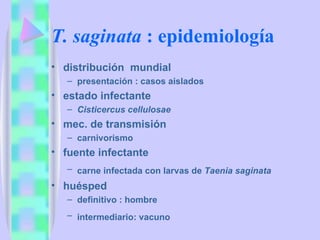 T. saginata  : epidemiología  distribución  mundial presentación : casos aislados  estado infectante  Cisticercus cellulosae mec. de transmisión  carnivorismo fuente infectante  carne infectada con larvas de  Taenia saginata   huésped  definitivo : hombre intermediario: vacuno   