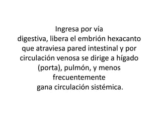Ingresa por vía
digestiva, libera el embrión hexacanto
que atraviesa pared intestinal y por
circulación venosa se dirige a hígado
(porta), pulmón, y menos
frecuentemente
gana circulación sistémica.
 