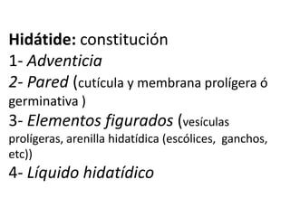 Hidátide: constitución
1- Adventicia
2- Pared (cutícula y membrana prolígera ó
germinativa )
3- Elementos figurados (vesículas
prolígeras, arenilla hidatídica (escólices, ganchos,
etc))
4- Líquido hidatídico
 