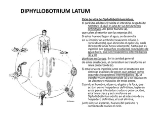 DIPHYLLOBOTRIUM LATUM
Ciclo de vida de Diphyllobothrium latum.
El parásito adulto (e) habita el intestino delgado del
hombre (1), que es uno de sus hospederos
definitivos. Allí pone huevos (a),
que salen al exterior con las excretas (h).
Si estos huevos llegan al agua, se desarrolla
en su interior un embrión hexacanto ciliado o
coracidium (b), que abriendo el opérculo, nada
libremente unas horas solamente, hasta que es
ingerido por pequeños crustáceos copépodos de
agua dulce, que son hospederos intermediarios
(2) y de
plankton en Europa. En la cavidad general
de estos crustáceos, el coracidium se transforma en
larva procercoide (c).
Si esta larva es ingerida junto con el crustáceo por
distintas especies de peces que actúan como
segundos hospederos intermediarios (3), se
transforma en plerocercoide (d) y se localiza en
las vísceras y músculos de estos peces.
Cuando el hombre, el perro, el gato o la foca, que
actúan como hospederos definitivos, ingieren
estos peces infestados crudos o poco cocidos,
esta larva crece y se transforma en
Diphyllobothrium adulto en el intestino de su
hospedero definitivo, el cual elimina,
junto con sus excretas, huevos del parásito y
comienza de nuevo el ciclo.
 