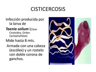 CISTICERCOSIS
Infección producida por
la larva de
Taenia solium (Clase
Cestoidea, Orden
Cyclophyllidae)
Mide hasta 8 mts.
Armada con una cabeza
(escólex) y un rostelo
con doble corona de
ganchos.
 