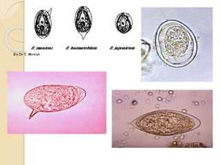 Cestodes and trematodes | PPTX