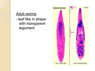 Cestodes and trematodes | PPTX