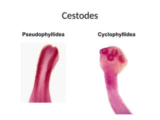 Cestodes projection slides for practical learning purpose | PPT