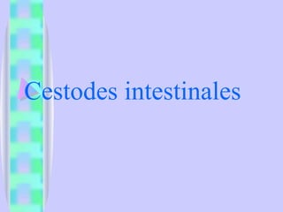 Cestodes intestinales
 