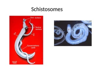 CESTODES & TREMATODES SLIDES FOR LEARNING PURPOSE PRACTICAL | PPTX