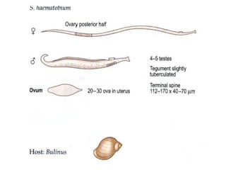 CESTODES & TREMATODES SLIDES FOR LEARNING PURPOSE PRACTICAL | PPTX