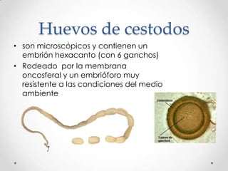Huevos de cestodos
• son microscópicos y contienen un
  embrión hexacanto (con 6 ganchos)
• Rodeado por la membrana
  oncosferal y un embrióforo muy
  resistente a las condiciones del medio
  ambiente
 