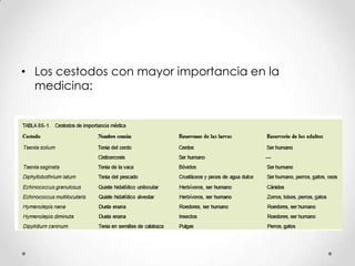 • Los cestodos con mayor importancia en la
  medicina:
 