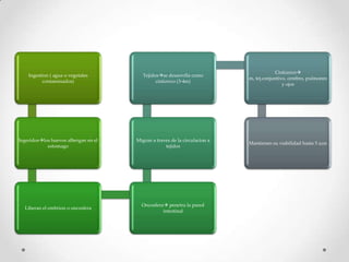 Cisticerco
    Ingestion ( agua o vegetales         Tejidosse desarrolla como
                                                                            m, tej.conjuntivo, cerebro, pulmones
          contaminados)                        cisticerco (3-4m)
                                                                                            y ojos




Ingeridoslos huevos albergan en el   Migran a traves de la circulacion a
                                                                            Mantienen su viabilidad hasta 5 a;os
            estomago                               tejidos




                                        Oncosfera penetra la pared
  Liberan el embrion o oncosfera
                                                 intestinal
 