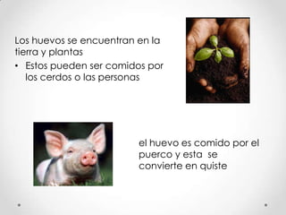 Los huevos se encuentran en la
tierra y plantas
• Estos pueden ser comidos por
   los cerdos o las personas




                         el huevo es comido por el
                         puerco y esta se
                         convierte en quiste
 
