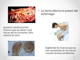 • La tenia afecta la pared del
                               estomago



gusanos adultos ponen
huevos que se pasan a las
heces de los humanos. Esto
reinicia el ciclo




                                  Ingiriendo los huevos que se
                                  han excretado en las heces
                                  causan severos problemas
 