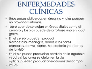 ENFERMEDADES
          CLÍNICAS
• Unos pocos cisticercos en áreas no vitales pueden
  no provocar síntomas.
• pero cuando se alojan en áreas vitales como el
  cerebro y los ojos puede desarrollarse una entidad
  grave.
• En el cerebro pueden producir
  hidrocefalia, meningitis, daños a los pares
  craneales, convul- siones, hiperreflexia y defectos
  de la visión.
• En el ojo puede producirse pérdida de la agudeza
  visual y si las larvas se alojan en la vía
  óptica, pueden producir alteraciones del campo
  visual.
 
