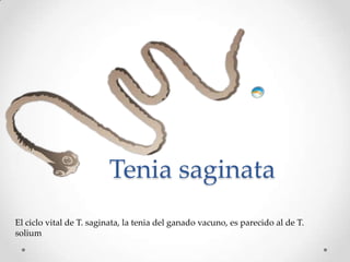 Tenia saginata
El ciclo vital de T. saginata, la tenia del ganado vacuno, es parecido al de T.
solium
 
