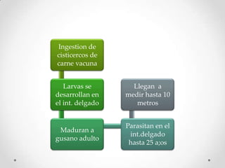 Ingestion de
cisticercos de
carne vacuna


   Larvas se        Llegan a
desarrollan en    medir hasta 10
el int. delgado      metros


                  Parasitan en el
 Maduran a
                   int.delgado
gusano adulto
                   hasta 25 a;os
 
