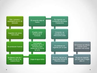 Edo. Larvario (                              Es ingerido por
                       El coracido deja el
espargano) en m. de                          crustaceos llamados
                             huevo
     pescado                                     Copepodos




                         Pueden nadar           Coracido: se
 Ingestion de carne
                         libremente           transforma en
     mal cocida
                            Coracido          PROCERCOIDE



                          Los huevos
                        necesitan de 2- 4                          El humano se infecta
                                               El cristaceo es
Se producen huevos       semanas para                                  cuando come
                                             ingerido por un pez
                       desarrolar la forma                         pescado mal cocido
                            larvaria



Se liberan mas de 1                          En el m. del pez se    El pez en ingerido
 millon al dia en la   Llega al agua dulce   desarrollan larvas   por otro pez y migra
   materia fecal                               Plelocercoides             alos m.
 