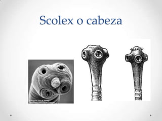 Scolex o cabeza
 