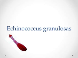 Echinococcus granulosas
 