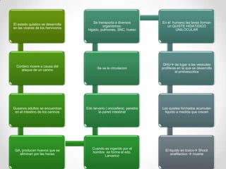 Se transporta a diversos        En el humano las lavas forman
El estado quistico se desarrolla
                                             organismos:                  un QUISTE HIDATIDICO
en las viceras de los hervivoros
                                    higado, pulmones, SNC, hueso               UNILOCULAR




                                                                        QHU da lugar a las vesiculas
  Cordero muere a causa del
                                         Se va la circulacion          proliferas en la que se desarrolla
     ataque de un canino
                                                                                el protoescolice




Gusanos adultos se encuentran      Edo larvario ( oncosfera) penetra   Los quistes formados acumulan
 en el intestino de los caninos            la pared intestinal          liquido a medida que crecen




                                      Cuando es ingerido por el
 GA, producen huevos que se                                              El liquido es toxico Shock
                                      hombre se forma el edo.
   eliminan por las heces                                                    anafilactico  muerte
                                             Larvarico
 