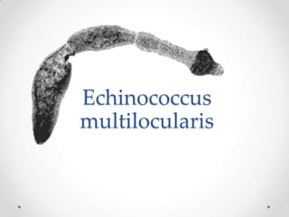 Echinococcus
multilocularis
 