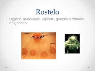 Rostelo
• Organo musculoso: espinas , gancho o coronas
  de gancho
 