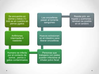 Se encuentra en                                Reside prin. en
                         Las oncosferas
  zorros y lobos (1)                          higado y pulmones ;
                        pasan al torrente
tmb se en cuentra en                           tambien es posible
                           sanguineo
    perros ygatos                                 en el cerebro




     Anfitriones       Huevos eclosionan
    intermedis        en el intestino para
      roedores         liberar oncosferas




 Humano se infecta        Personas que
 por el contacto de    trabajans con pieles
  zorros , perros o    pueden infectarse al
gatos contaminados      inhalar polvo fecal
 