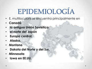 EPIDEMIOLOGÍA
•   E. multilocularis se encuentra principalmente en
•   Canadá
•    la antigua Unión Soviética
•    el norte del Japón
•    Europa central,
•    Alaska,
•   Montana
•    Dakota del Norte y del Sur,
•   Minnesota
•    Iowa en EE.UU.
 
