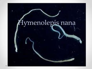 Hymenolepis nana
 