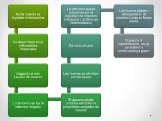 La infeccion puese
                                                         Los husvos pueden
                               adquirirse por la
   Inicia cuando se                                       albergarse en el
                            ingestion de insectos
ingieren embrionarios                                 intestino hasta su forma
                           infectados ( anfitriones
                                                                adulta
                                intermediarios)




                                                            Ocasiona
Se desarrollan en la
                                                       hiperinfeccion, carga
   vellosidades               Da inicio al ciclo
                                                            parasitaria y
    intestinales
                                                       sintomatologia grave




  Llegando al edo.         Los huevos se eliminan
 Lavario de cisterco            por las heces




                               El gusano adulto
El cisticerco se fija al     produce estrobilo de
  intestino delgado        proglotides cargados de
                                    huevos
 