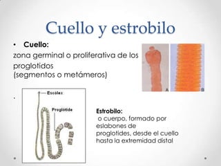 Cuello y estrobilo
• Cuello:
zona germinal o proliferativa de los
proglotidos
(segmentos o metámeros)

.

                       Estrobilo:
                        o cuerpo, formado por
                       eslabones de
                       proglotides, desde el cuello
                       hasta la extremidad distal
 
