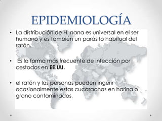 EPIDEMIOLOGÍA
• La distribución de H. nana es universal en el ser
  humano y es también un parásito habitual del
  ratón.

•   Es la forma más frecuente de infección por
    cestodos en EE.UU.

• el ratón y las personas pueden ingerir
  ocasionalmente estas cucarachas en harina o
  grano contaminados.
 