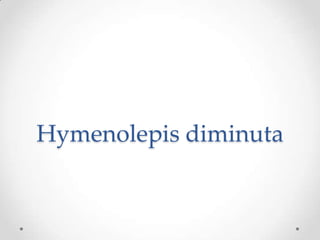 Hymenolepis diminuta
 