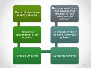 Requiere insectos en
                         fase larvaria para
Afecta principalmente
                          alcanzar la fase
  a ratas y ratones
                           infecciosa del
                              cisticerco



    Tambien se          Se ti;en por la bilis y
 encuentra en el ser    no tiene filamentos
      humano                   polares




 Mide de 20-60 cm       Carece de ganchos
 