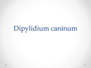 Dipylidium caninum
 