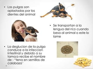 • Las pulgas son
  aplastadas por los
  dientes del animal


                              • Se transportan a la
                                lengua del ni;o cuando
                                besa al animal o este lo
                                lame


• La deglucion de la pulga
  conduce a la infeccion
  intestinal y debido a su
  tama;o recibe el nombre
  de : “tena en semillas de
  calabaza”
 