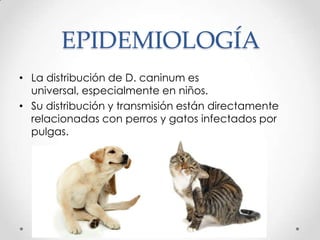 EPIDEMIOLOGÍA
• La distribución de D. caninum es
  universal, especialmente en niños.
• Su distribución y transmisión están directamente
  relacionadas con perros y gatos infectados por
  pulgas.
 