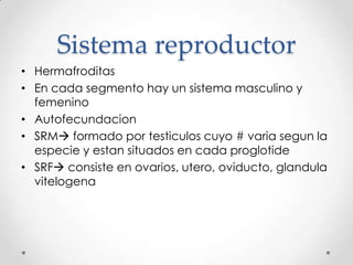 Sistema reproductor
• Hermafroditas
• En cada segmento hay un sistema masculino y
  femenino
• Autofecundacion
• SRM formado por testiculos cuyo # varia segun la
  especie y estan situados en cada proglotide
• SRF consiste en ovarios, utero, oviducto, glandula
  vitelogena
 