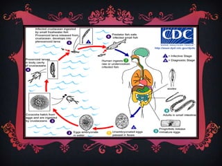 Presenta 2 lóbulos ováricos en los Proglotides maduros  y poseen esfínter vaginal.
