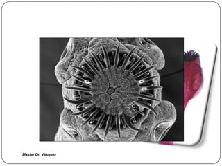 Master Dr. Vàsquez
 