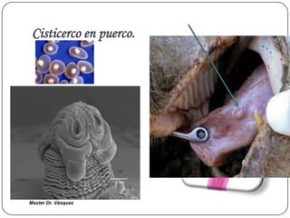 Cisticerco en puerco.




Master Dr. Vàsquez
 