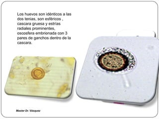 Los huevos son idénticos a las
dos tenias, son esféricos ,
cascara gruesa y estrías
radiales prominentes,
oscosfera embrionada con 3
pares de ganchos dentro de la
cascara.




Master Dr. Vàsquez
 