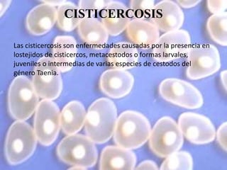 CISTICERCOSIS
Las cisticercosis son enfermedades causadas por la presencia en
lostejidos de cisticercos, metacestodos o formas larvales,
juveniles o intermedias de varias especies de cestodos del
género Taenia.
 