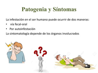 Patogenia y Síntomas
La infestación en el ser humano puede ocurrir de dos maneras:
• vía fecal-oral
• Por autoinfestación
La sintomatología depende de los órganos involucrados
 