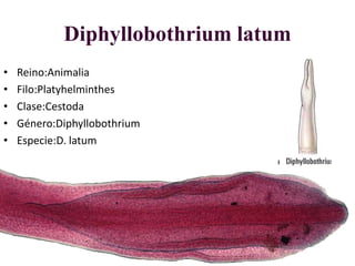 Diphyllobothrium latum
• Reino:Animalia
• Filo:Platyhelminthes
• Clase:Cestoda
• Género:Diphyllobothrium
• Especie:D. latum
 