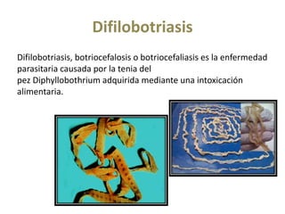 Difilobotriasis
Difilobotriasis, botriocefalosis o botriocefaliasis es la enfermedad
parasitaria causada por la tenia del
pez Diphyllobothrium adquirida mediante una intoxicación
alimentaria.
 